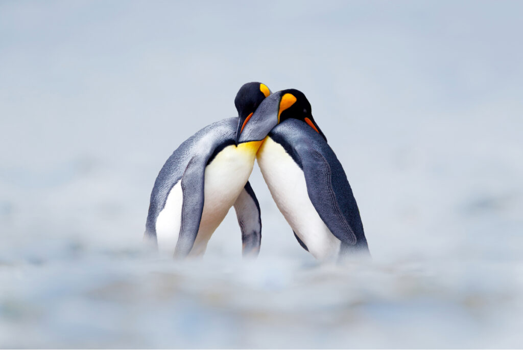 Two adult penguins sit on top a rocky hill in Antarctica with a ship in the background amongst snowy terrain