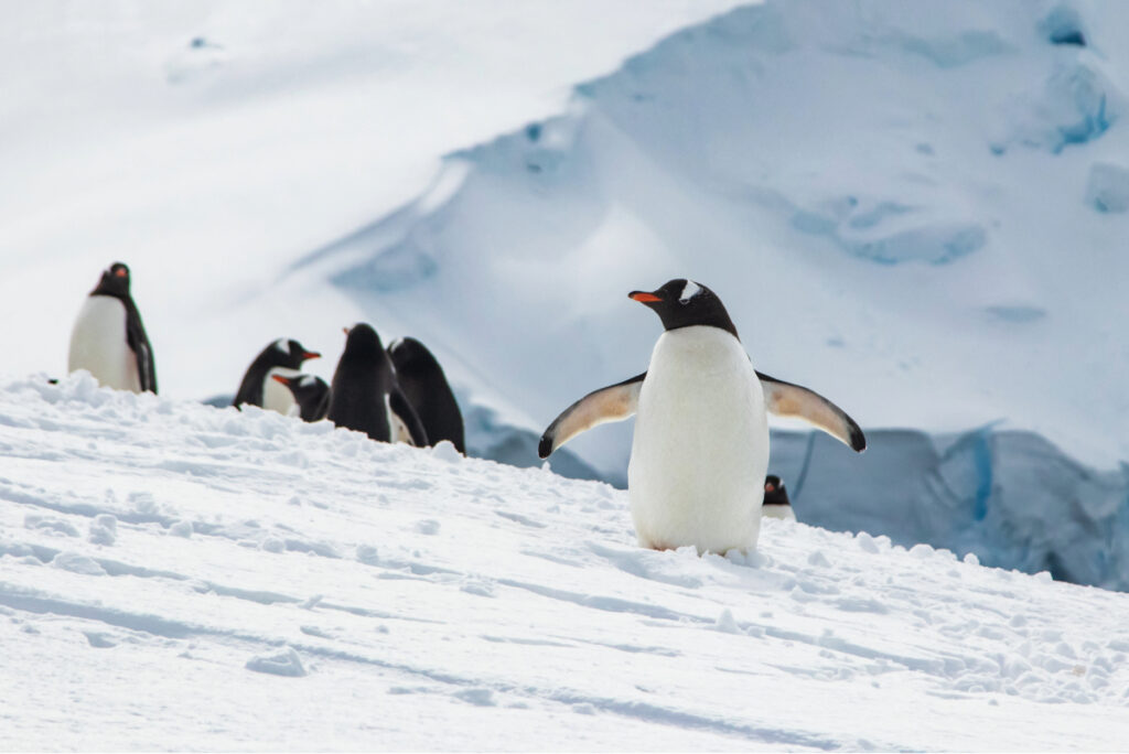 Wide landscape shot of Antarctic snowy mountains, penguin in foreground and two figures in background