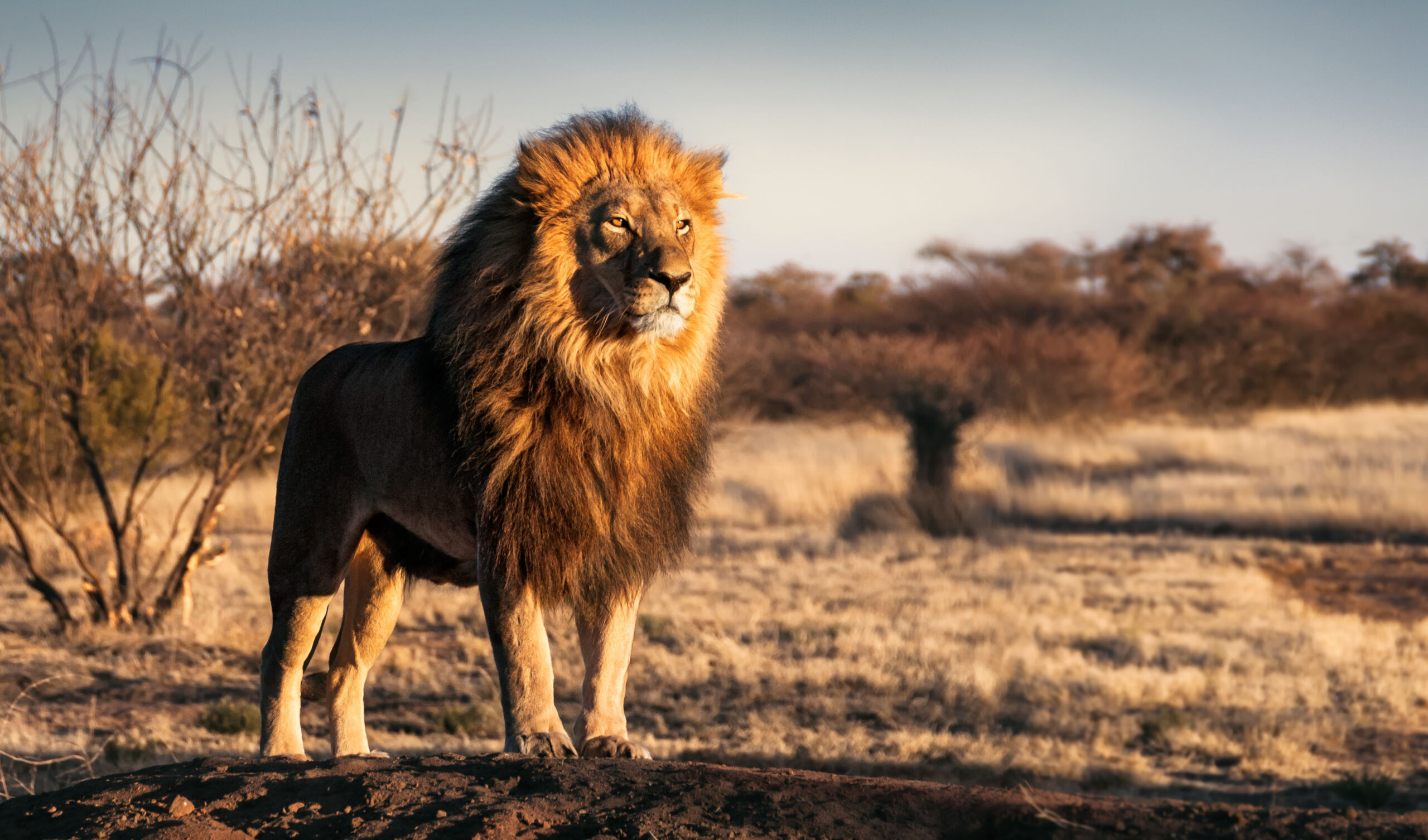 How to choose the best African safari for you