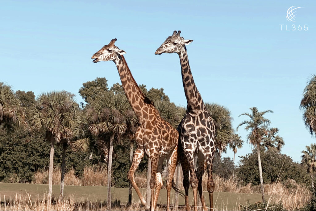 Why Booking a VIP Tour Guide at Disney Is Worth Every Penny 